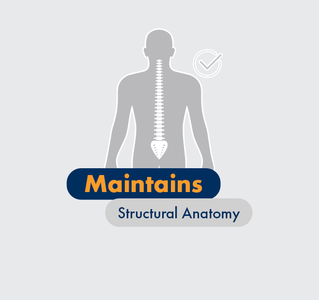 Graphic - Maintains structural anatomy, full spine