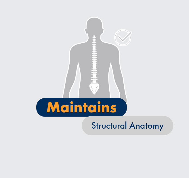 Graphic - HCP - Maintains structural anatomy